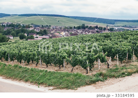 Vineyard in France Vineyard in France 33184595
