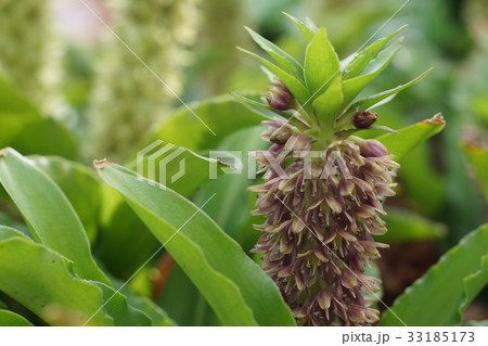 ユーコミス 33185173