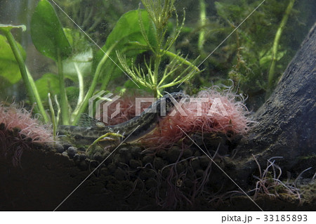 イトミミズ(糸蚯蚓) イトミミズ(糸蚯蚓) 33185893