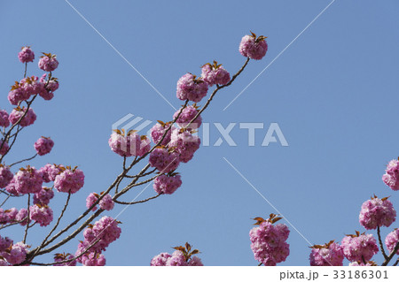桜 花 春 33186301