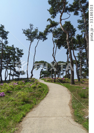 松 私的 瑞山市 33186303