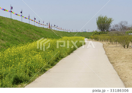 旗 瑞山市 植物 33186306