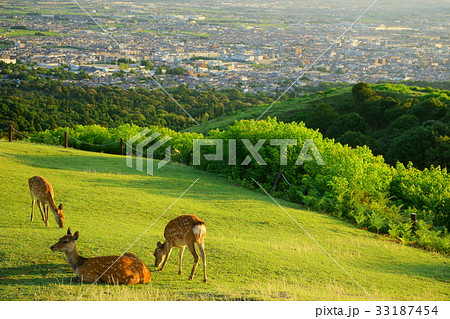若草山山頂の鹿（三頭） 33187454