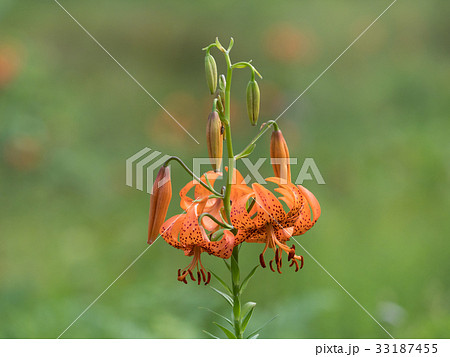 湿原に自生するコオニユリ 33187455