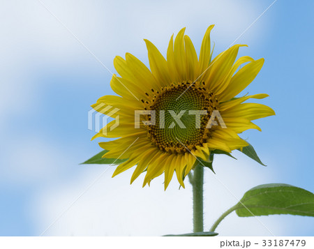 青空背景のヒマワリ 33187479