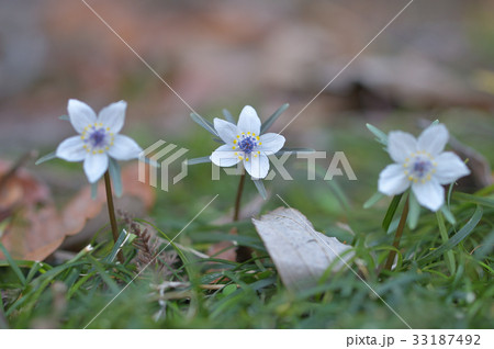 セツブンソウ セツブンソウ 33187492