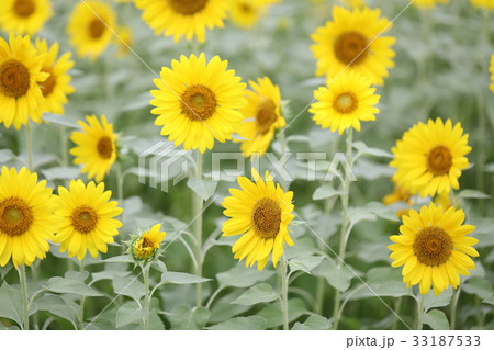 ひまわり 33187533
