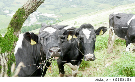 放牧 放牧 33188288