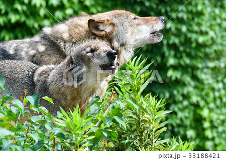 動物 タイリクオオカミ 5 の写真素材 動物 タイリクオオカミ 5 の写真素材