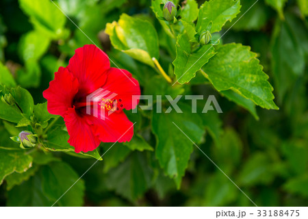 花 フラワー お花 33188475