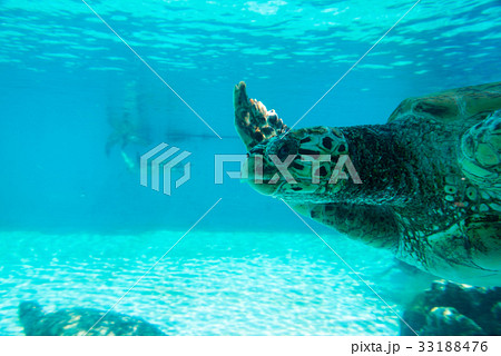 海亀 ウミガメ 海がめ 33188476