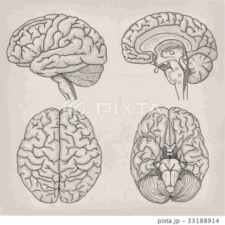 Anatomical Brain illustration. Medicine, Vector 33188914