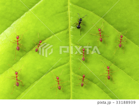 Black ant among red ants on leaf Black ant among red ants on leaf 33188939