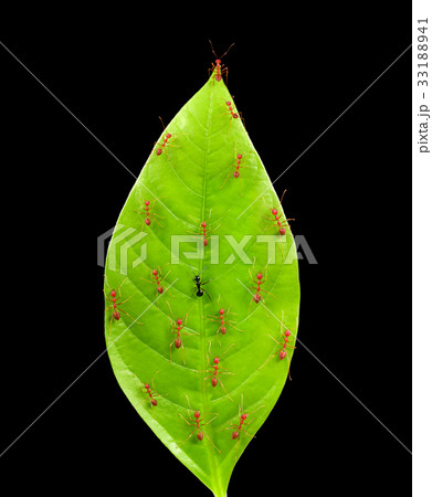 Black ant among red ants on leaf Black ant among red ants on leaf 33188941