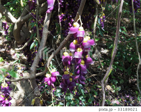 トビカズラ 33189021