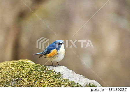 ルリビタキの雄 33189227