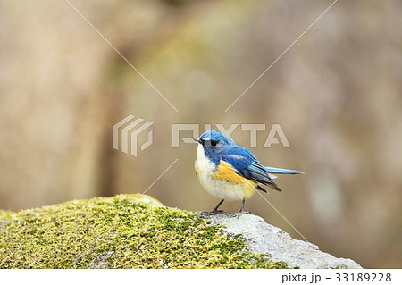 ルリビタキの雄 33189228