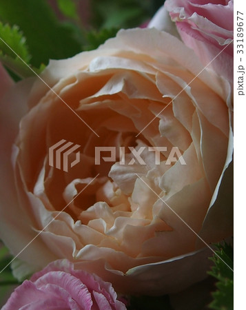 イングリッシュローズ　アイボリー　カップ咲き 33189677