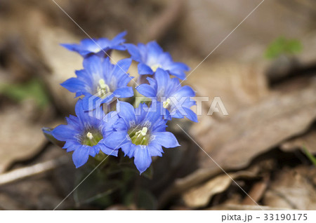 フデリンドウ 33190175