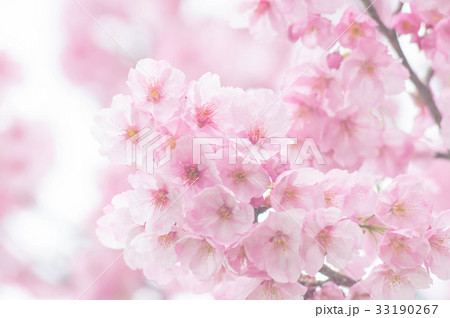 河津桜 河津桜 33190267