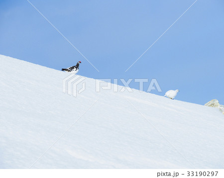 ライチョウつがい ライチョウつがい 33190297