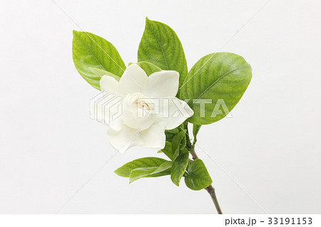 1輪のクチナシ 上向き の写真素材