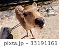好奇心旺盛な小鹿 33191161