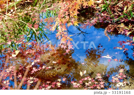 水面に映るもみじ 33191168