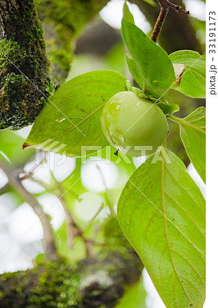 未成熟の柿 33191173