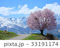 白馬の山と桜 33191174