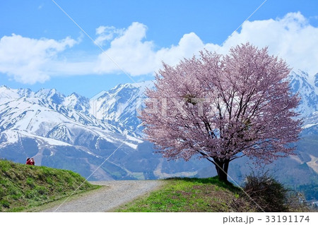 白馬の山と桜 33191174