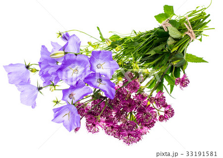 Wild flowers lilac on white 33191581