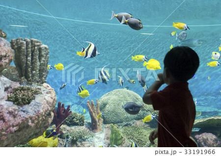 水族館 子供 少年 33191966