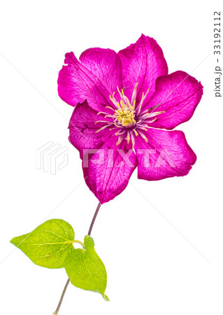 Clematis flower on white 33192112