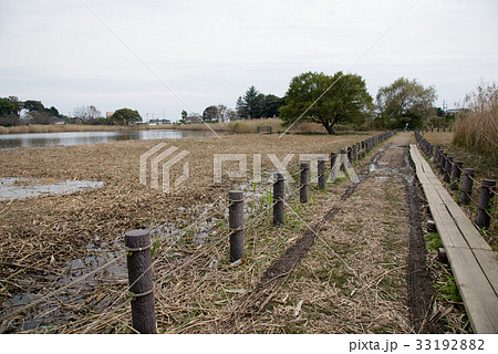 茂林寺公園の低地湿原 茂林寺公園の低地湿原 33192882