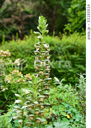 アカンサスモリス 33193014