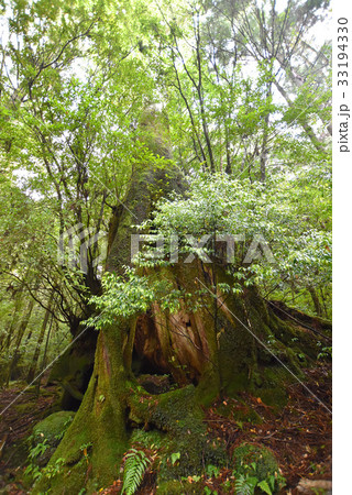 屋久島・屋久杉 屋久島・屋久杉 33194330
