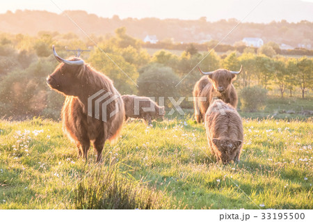 Swarm of midges attacking highland cows 33195500