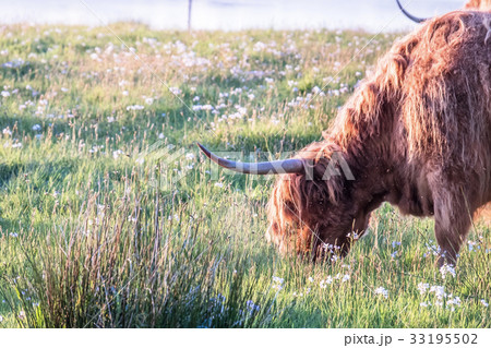 Swarm of midges attacking highland cows 33195502
