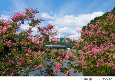 十九女池の百日紅とN700系新幹線 十九女池の百日紅とN700系新幹線 33195542