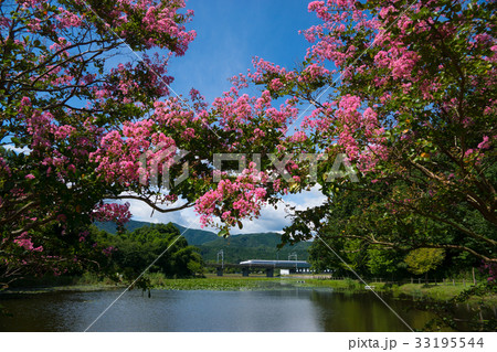 十九女池の百日紅と東海道新幹線N700系 十九女池の百日紅と東海道新幹線N700系 33195544