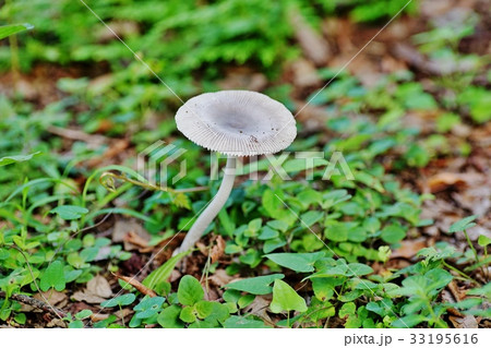 キノコ 33195616