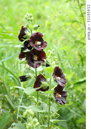 夏の花、タチアオイ、自然の庭に咲 33195652