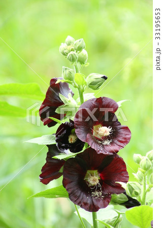 夏の花、タチアオイ、自然の庭に咲 夏の花、タチアオイ、自然の庭に咲 33195653