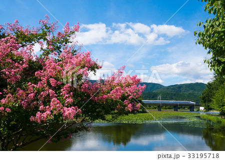 十九女池の百日紅とN700系新幹線 十九女池の百日紅とN700系新幹線 33195718