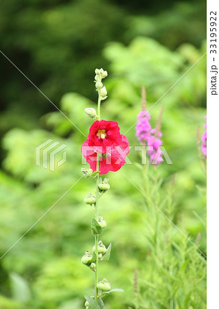 夏の花、タチアオイ、自然の庭に咲く 夏の花、タチアオイ、自然の庭に咲く 33195922
