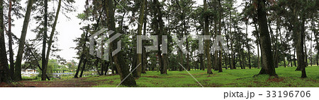 敷島公園、松林（パノラマ写真） 33196706