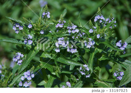 大川萵苣　オオカワヂシャ　花言葉は「向こう見ずな性格」 33197025