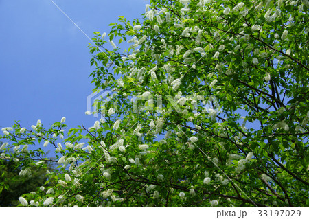 上溝桜 ウワミズザクラ 花言葉は「運命を開く」 上溝桜 ウワミズザクラ 花言葉は「運命を開く」 33197029