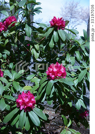 西洋石楠花　しゃくなげ　花言葉は「荘厳」 33197036